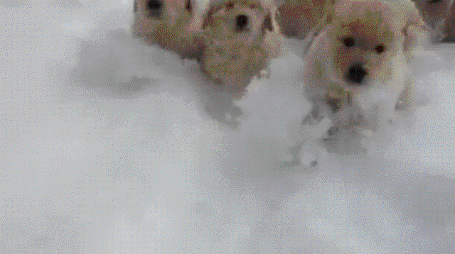 Datei:Giphy dogs Snow.gif