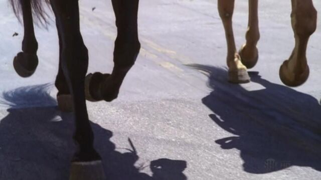 File:HorseLegs.jpg