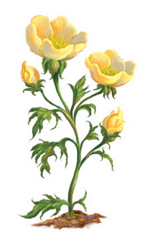 File:Buttercups-0.png