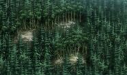 Daukernforest