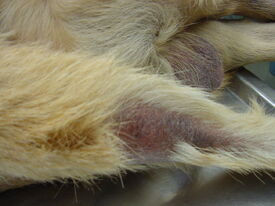 Hypothyroid labrador 2