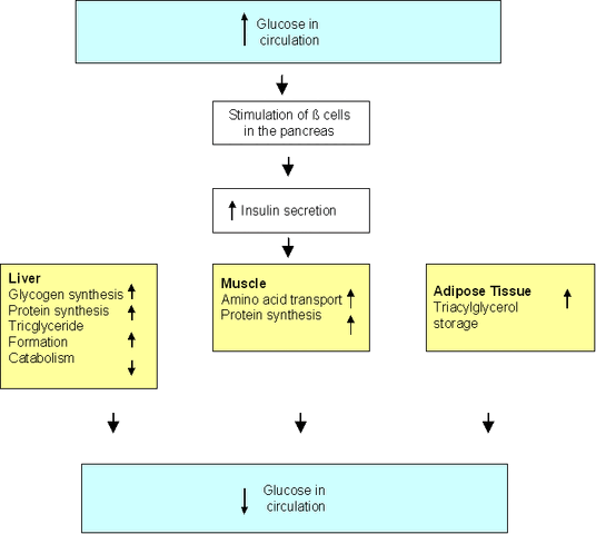 File:Insulin.gif