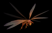 Darkmoth
