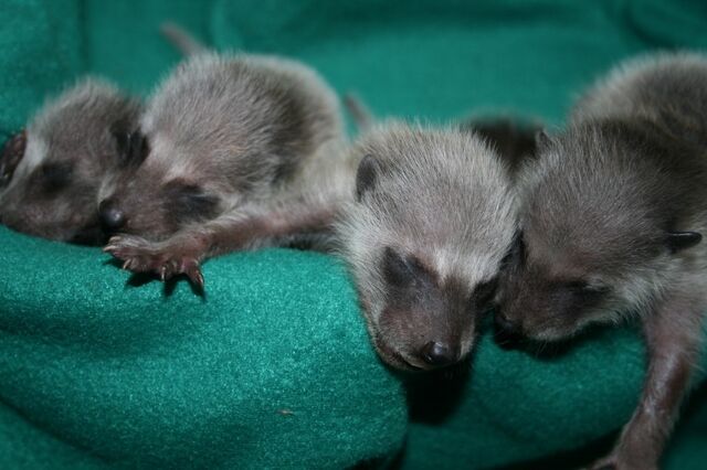 File:Baby-raccoons3-09-2-1024x682-1-.jpg
