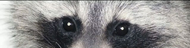 File:Raccoon 2.jpg