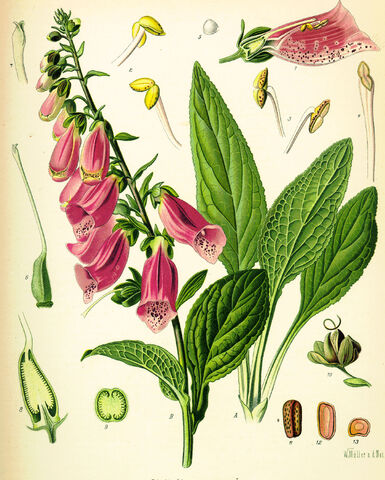 Fichier:Digitalis purpurea.jpg