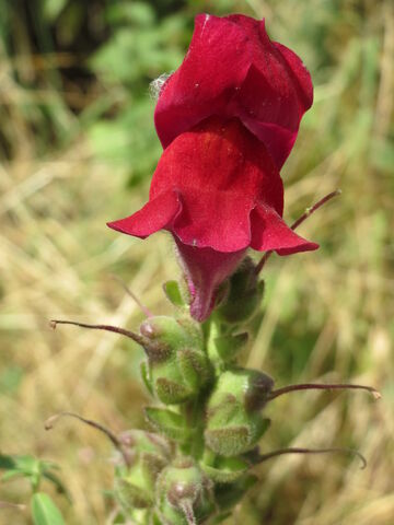 Fichier:20140627Antirrhinum majus3.jpg