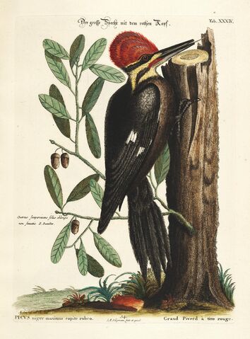 Fichier:Verzameling van uitlandsche en zeldzaame vogelen (Tab. XXXIV) (7894173642).jpg