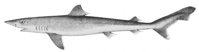 Fichier:Galeorhinus galeus.jpg