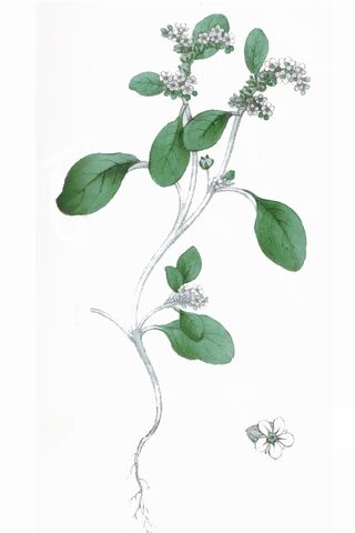 Fichier:Heliotropium europaeum L ag1.jpg