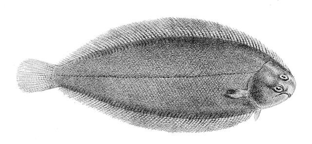 Fichier:Solea solea1.jpg