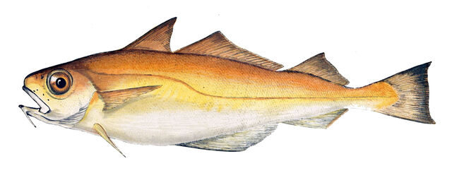 Fichier:Trisopterus minutus Gervais.jpg