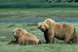 Grizzlybears ChrisServheenUSFWS.jpg