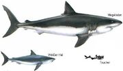 Megalodon