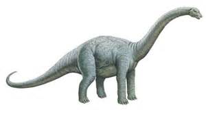 Bothriospondylus