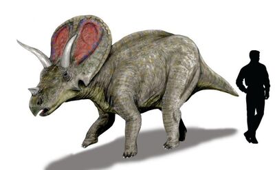 Torosaurus