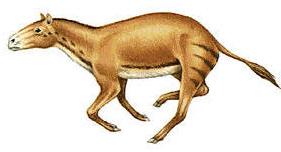Orohippus