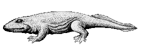 Ichthyostega 1b