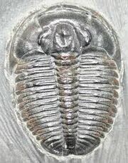 Triloibite