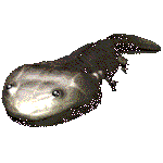 Koolasuchus
