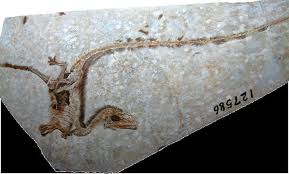 Sino fossil