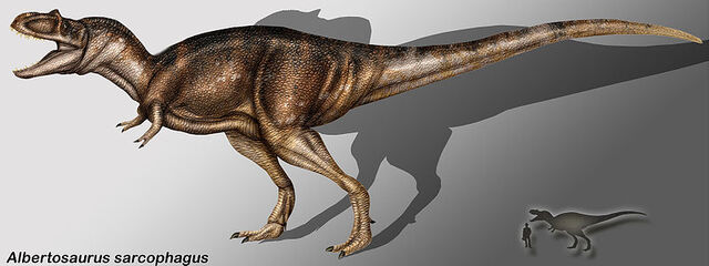 File:800px-Albertosaurus sarcophagus copia.jpg