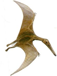 Dinosaurus - Dinosaur - Dinosaurio - Dinosaure - Cearadactylus003