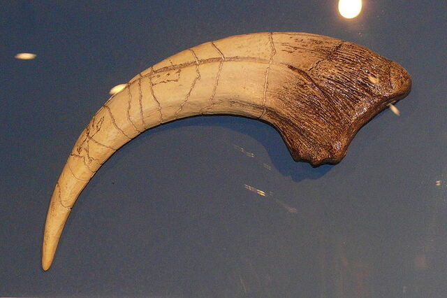 File:800px-Megaraptor-Kralle.jpg