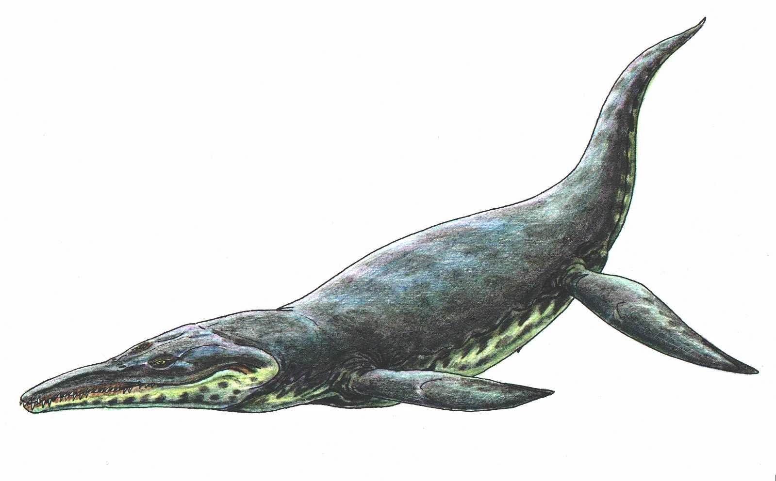 Kronosaurus Dinosaurier Wiki FANDOM powered by Wikia