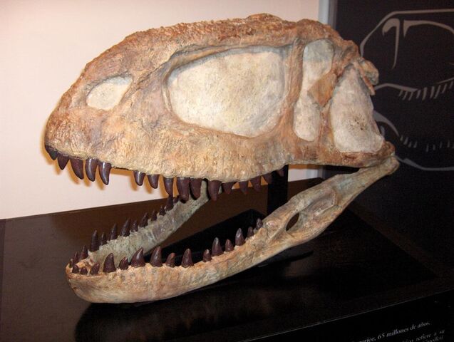 Datei:Abelisaurus comahuensis.jpg