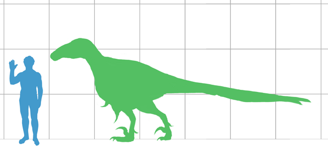 Datei:Utahraptor scale.png