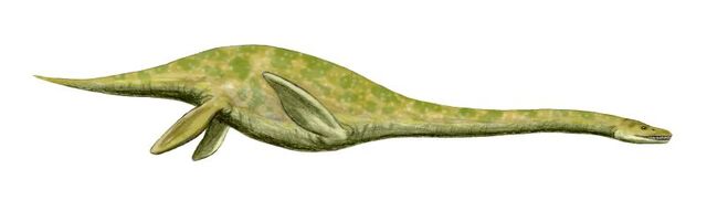 Datei:Muraenosaurus dinosaur.wiki.jpg