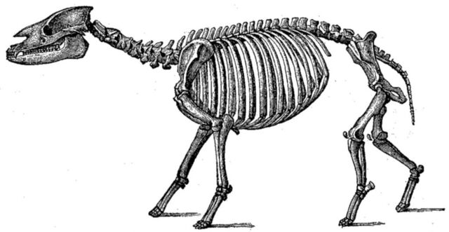 File:Palaeotheriumskeleton.jpg