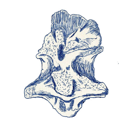 Datei:Indosaurus dinosaur.wiki.jpg