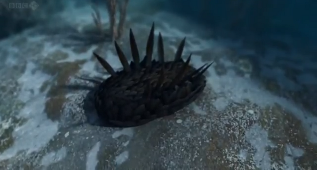 File:Wiwaxia.png