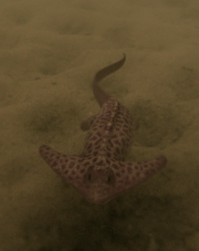 Diplocaulus3