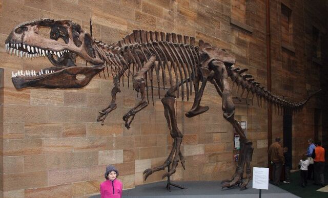 File:Giganotosaurus Skeleton.jpg