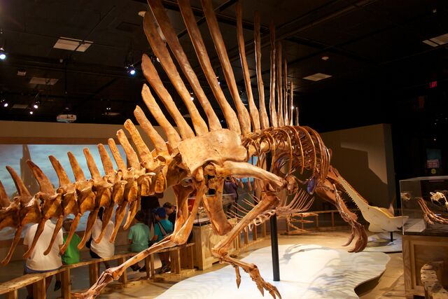 File:Spinosaurus hip.jpg