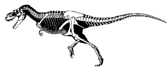File:Albertosaurus skeleton.gif