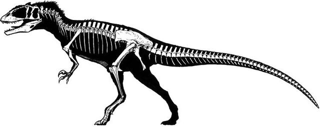 File:Carcharodontosaurus skeleton.jpg