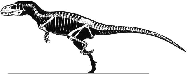 File:Torvosaurus skeleton.jpg