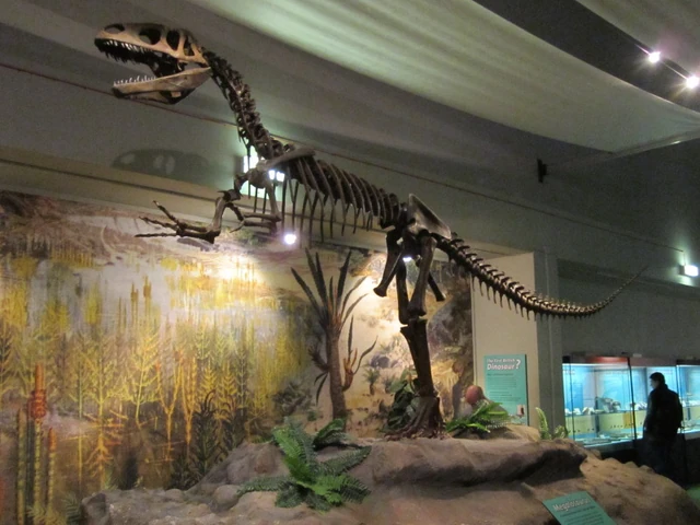 File:Megalosaurus, World Museum Liverpool.jpg
