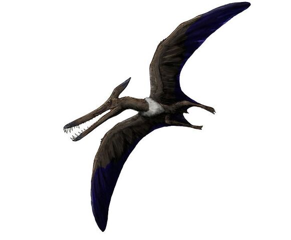 File:726px-Ludodactylus c982.jpg