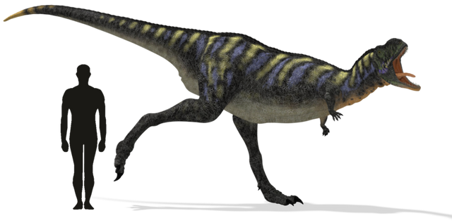 File:AucasaurusSizeComparison.png
