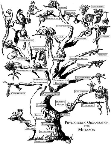 File:Metazoa.jpg