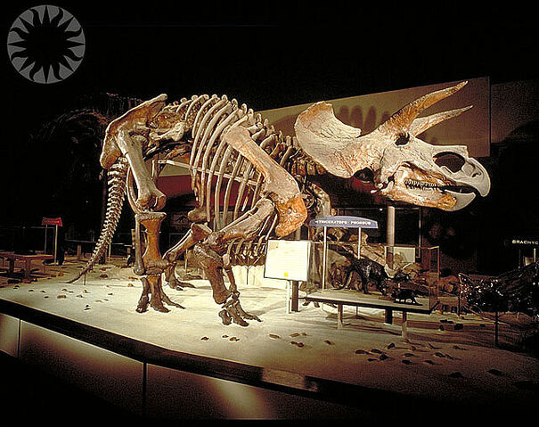 File:Triceratops 1963.jpg