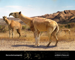 Macrauchenia-patagonica