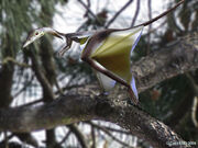 Sharovipteryx sol