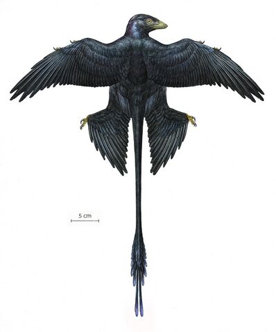 File:Microraptor-reconstruction.jpg