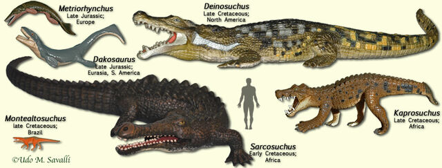 File:CrocodylomorphModels.jpg